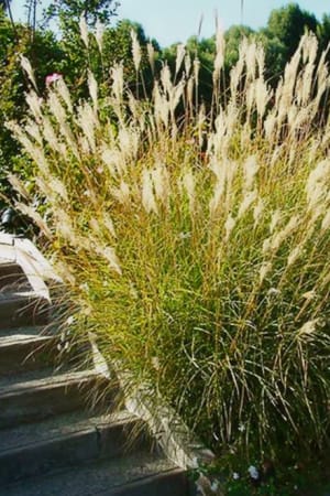 Maiden Grass, Yaku Jima #3/#5