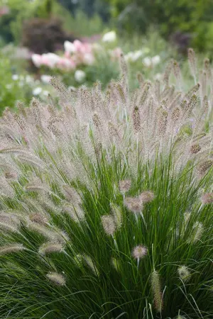 Fountain Grass, Hameln #1