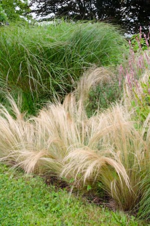 Grass, Mexican&nbsp;Feather Pony Tails #1