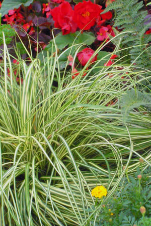 Sedge, Evergold #1