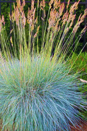 Fescue Grass, Elijah Blue #1
