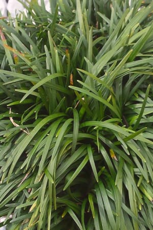 Mondo Grass, Dwarf #1