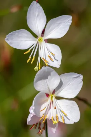 Gaura, Whirling Butterflies #1