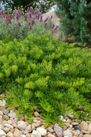 Manzanita, Chieftain #10 (MS)
