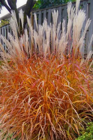 Flame Grass #1