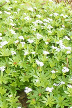 Sweet Woodruff #1