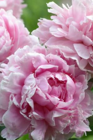 Peony, Sara Bernhardt #2