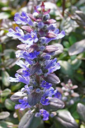 Bugleweed, Bronze Beauty #1