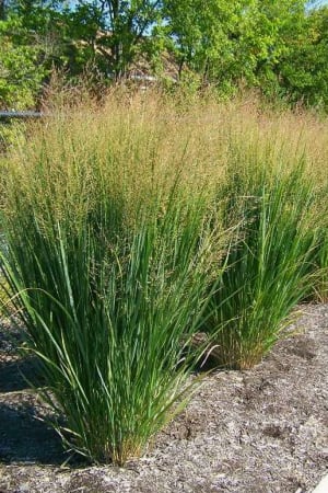 Switchgrass, Northwind #1