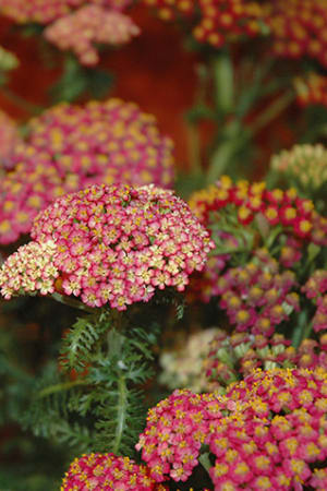 Yarrow, New Vintage Red #1