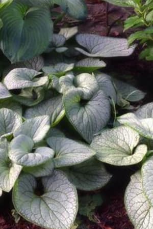 Brunnera, Silver Heart #1