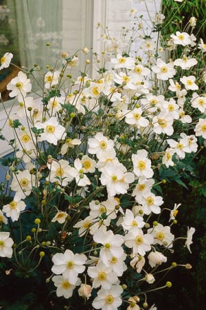 Windflower, Honorine Jobert #1