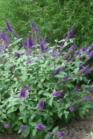 Butterfly Bush, Lo & Behold® Purple Haze #3/#5 (MS)