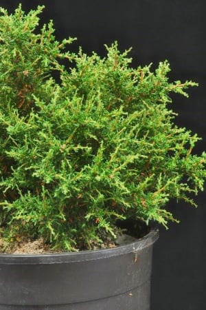 Mountain Mahogany, Common #3/#5 (MS)