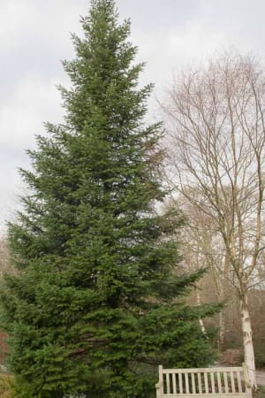 Fir, Grand 8' (B&B)