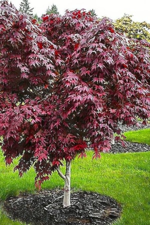 Japanese Maple, Bloodgood #5