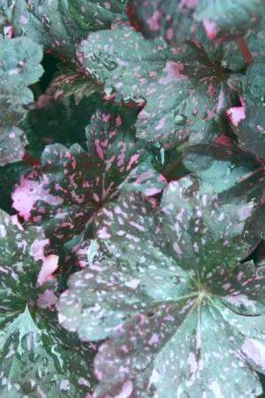 Coral Bells, Midnight Rose #1