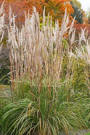 Grass, Hardy Pampas #3/#5