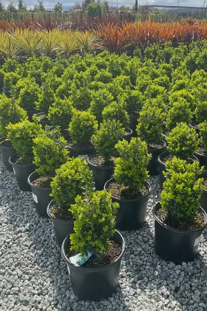 Boxwood, Dwarf English #3/#5 (MS)