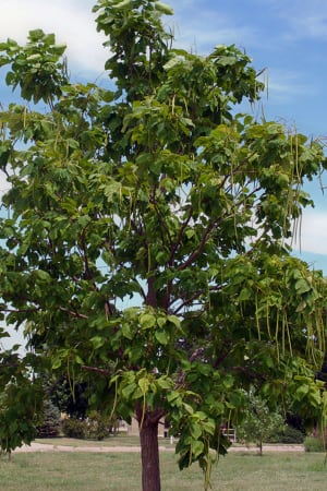 Catalpa, Northern #15