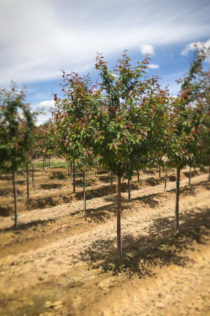 Crabapple, Indian Magic 1.75" (B&B)