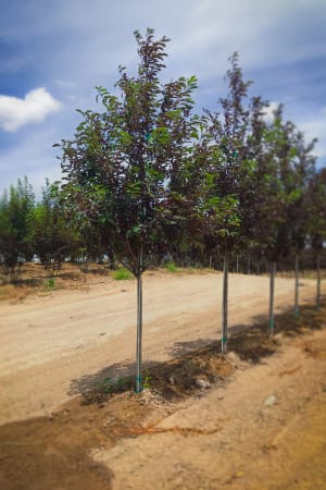 Chokecherry, Canada Red 2.0" (B&B)