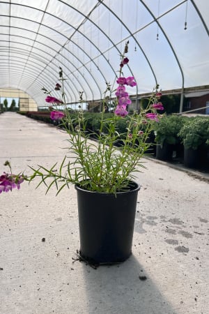 Beardtongue, Red Rocks #1