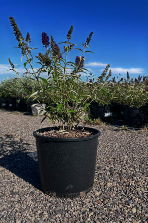 Butterfly Bush, Black Knight #3/#5 (MS)