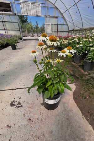 Coneflower, Pow Wow White #1