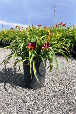 Daylily, Purple De Oro (Purple) #1
