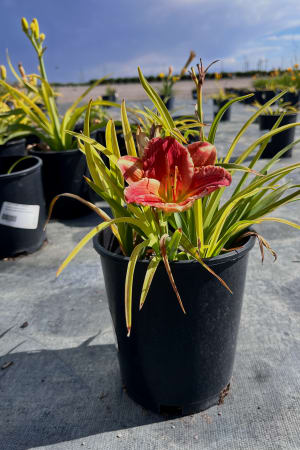 Daylily, Red Hot Returns (Red/Yellow) #1