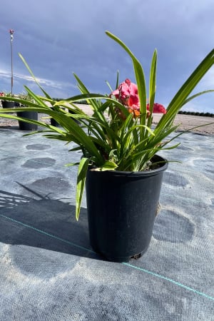 Daylily, Rosy Returns (Pink) #1