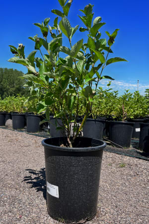 Dogwood, Alleman's Compact #3/#5 (MS)