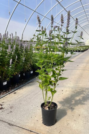 Giant Hyssop, Blue Fortune #1