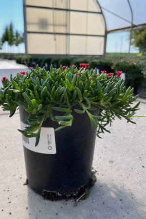Ice Plant, Fire Spinner #1