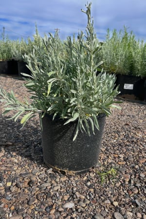 Sagebrush, Silver #3/#5 (MS)