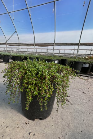 Thyme, Red Creeping #1