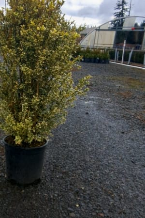 Boxwood, White Vareigated #2 (MS)