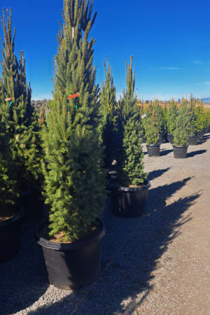 Spruce, Cupressina Norway 7'