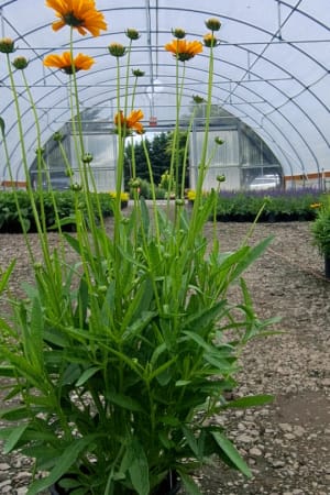 Tickseed, Early Sunrise #1