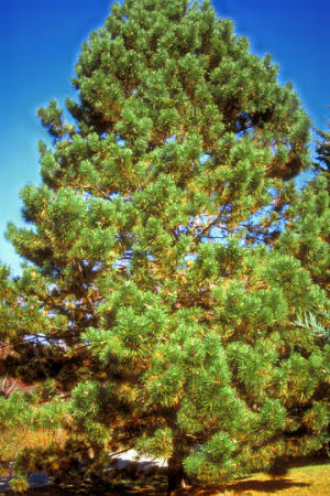 Pine, Austrian 5'