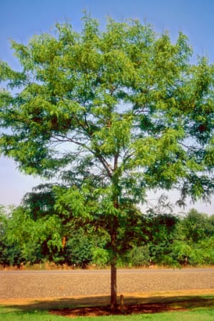 Honeylocust, Skyline 1.75" (B&B)