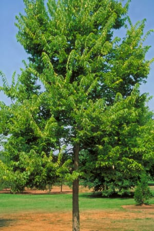 Hackberry, Common 1.75" (B&B)