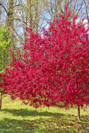 Crabapple, Prairifire 1.75" (B&B)