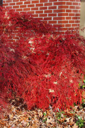 Japanese Maple, Crimson Queen #10