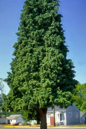 Cedar, Incense 5'