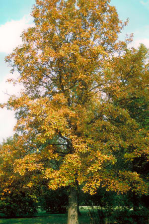 Oak, Swamp White #15