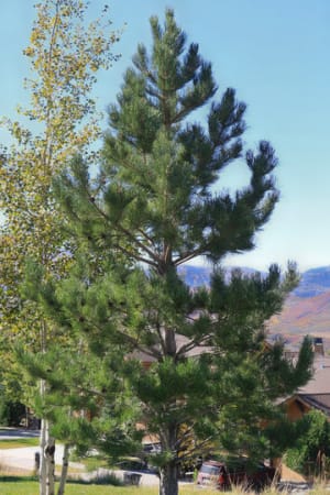 Pine, Shore 5' (B&B)