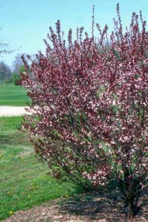 Sand Cherry, Purple Leaf #3/#5 (MS)