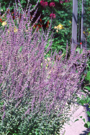 Russian Sage #3/#5 (MS)